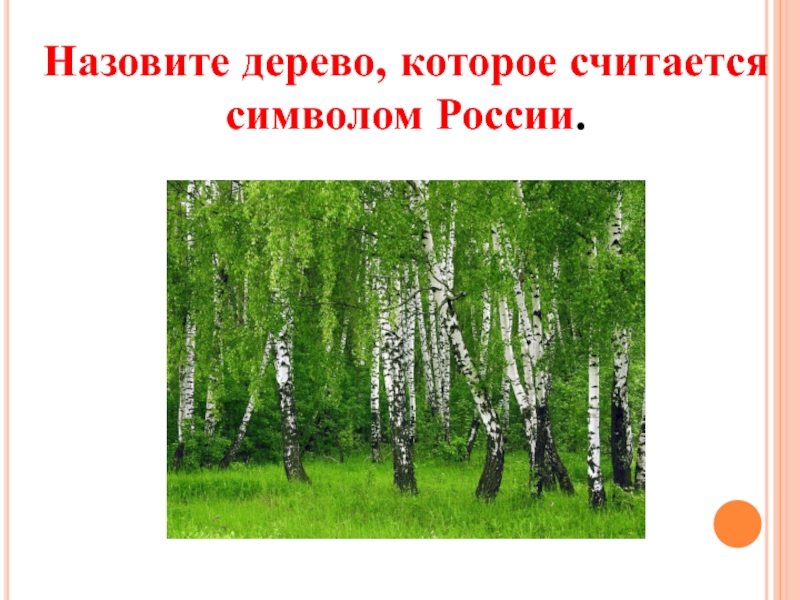 Дерево зовет. Деревья являющиеся символом России. Как называется дерево символ нашей Родины. Какое дерево называют символом России ответ. Какое дерево называют символом Урала.