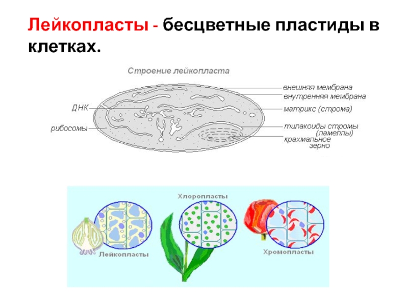 Как называются бесцветные пластиды