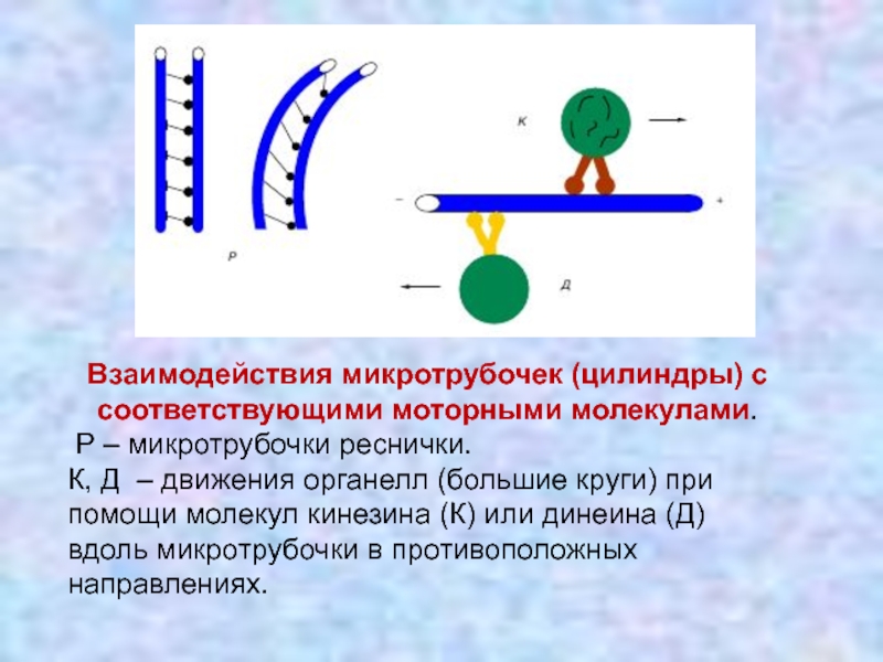 Движение д. Движение ресничек динеин. Может ли взаимодействовать цитоскелет с гликокаликсом.