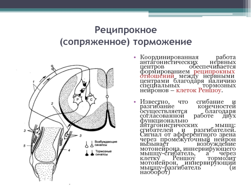 Схема торможения гольца