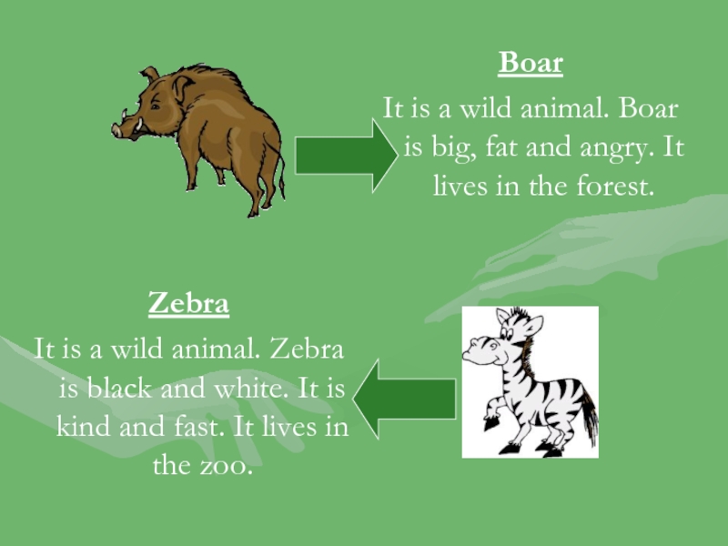 BoarIt is a wild animal. Boar is big, fat and angry. It lives in the forest.ZebraIt is