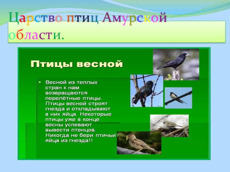 Презентация Птицы Амурской области. Голубь