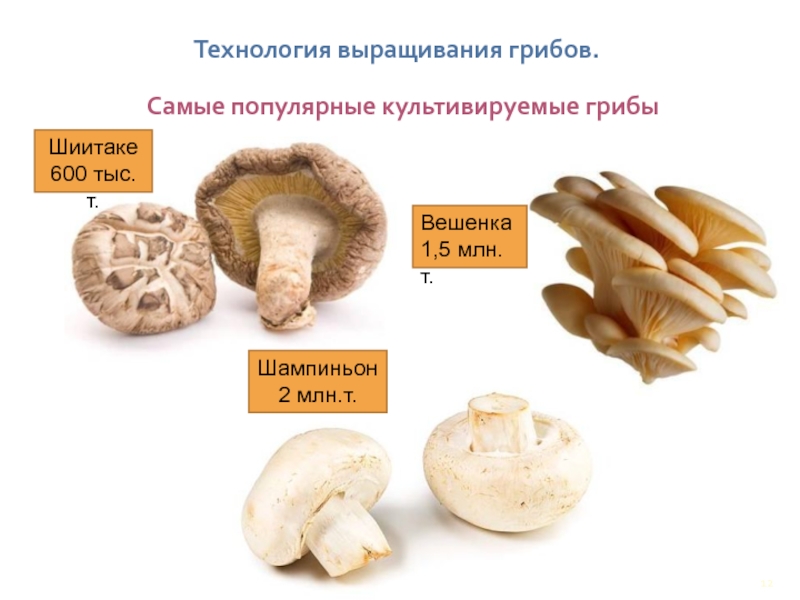 Культивируемые грибы и условия выращивания. Технология выращивания грибов. Условия выращивания культивируемых грибов. Искусственно выращенные грибы названия.