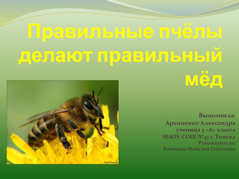 Презентация Правильные пчёлы делают правильный мёд