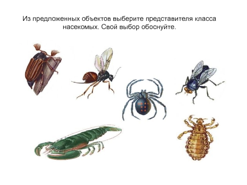 Типы развития и многообразие насекомых. Насекомые с полным превращением