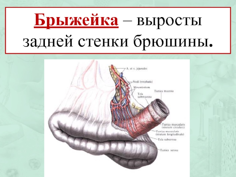 Брыжейка яичника