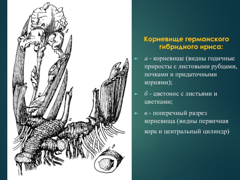 Наличие каких органов у корневища