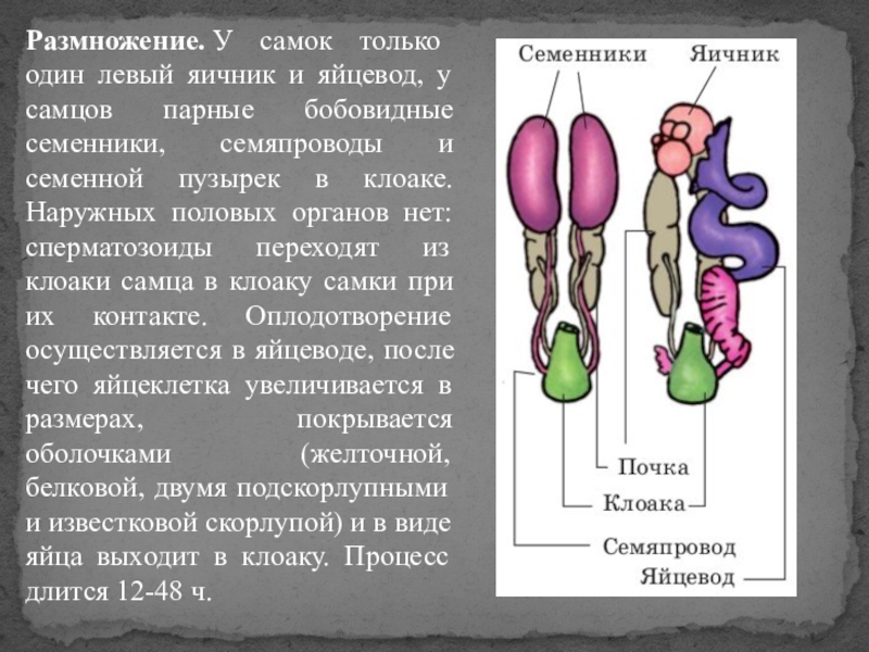 Семенники это в биологии. Органы размножения самок. Органы размножения самок. Яичники и яйцеводы. Органы размножения у животных мужского пола. Органы птиц семенники.