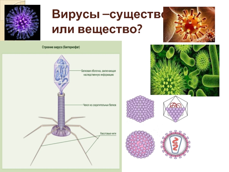 Бактерии вирусы грибы биология. Клеточная структура вируса. Формы вирусов. Вирусы это существа или вещества. Строение вирусов и бактерий.