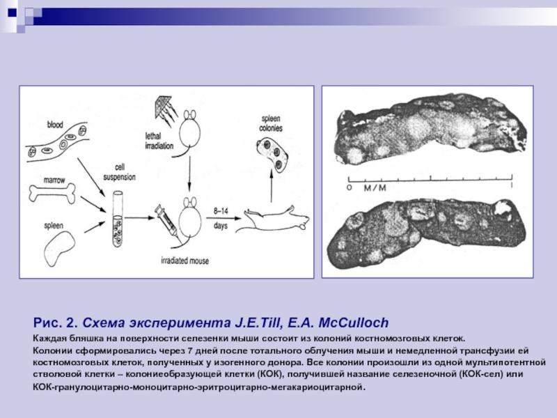 Селезенка мыши. Колониеобразующие единицы в селезенке мышей. Тилл и Маккаллох.