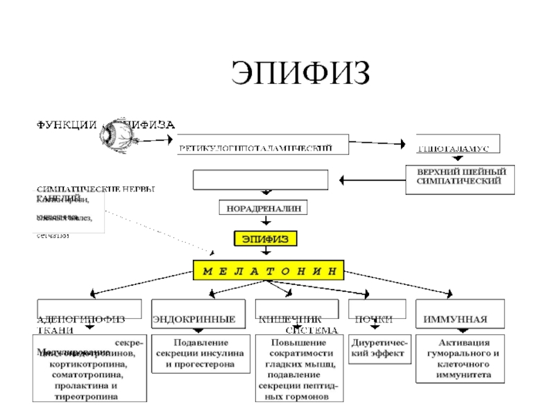 Железы схема