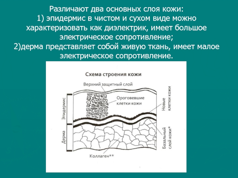 Основные слои. В коже различают два слоя. Основной слой. В эпидермисе различают слои. Основной слой можно?.