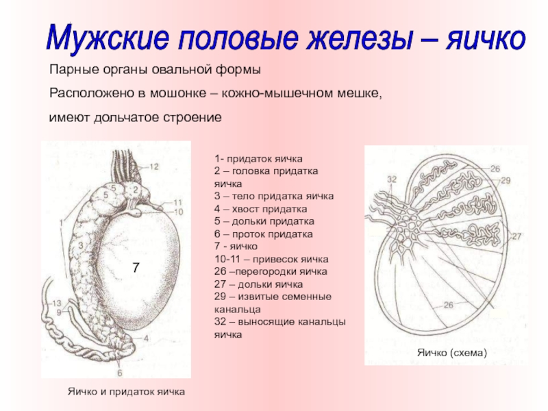 Схема мужских яиц