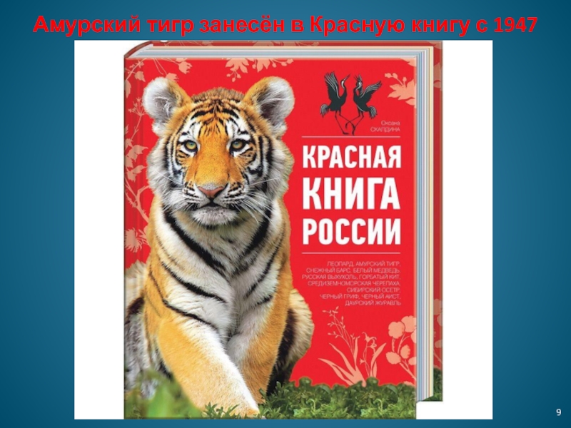 Проект красная книга амурский тигр красная книга