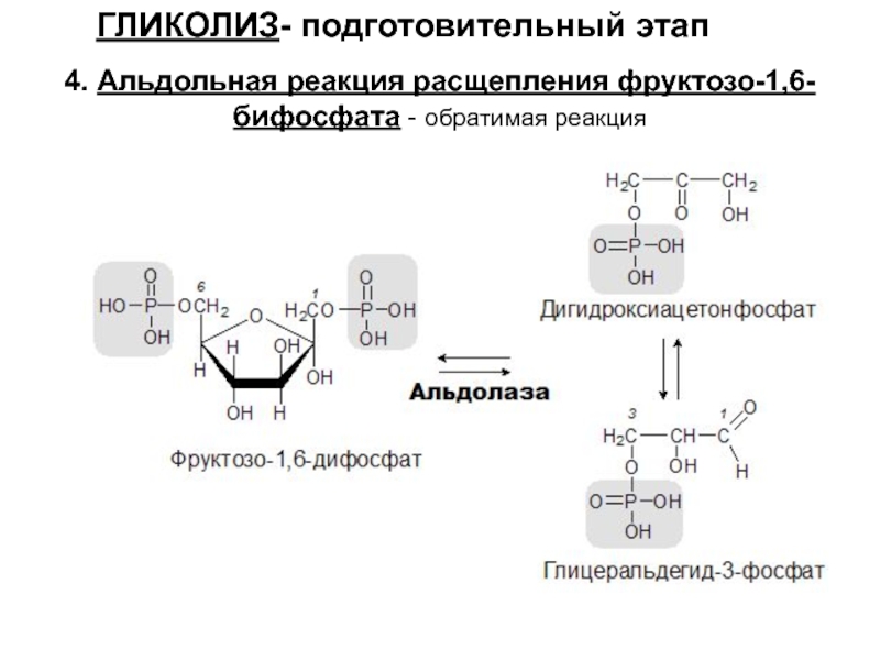 Реакция расщепления происходит в. Реакция фруктозо-1.6-бифосфат. Альдольное расщепление фруктозо-1.6-дифосфата. Альдольное расщепление гликолиз. Гликолиз 1 этап реакции.