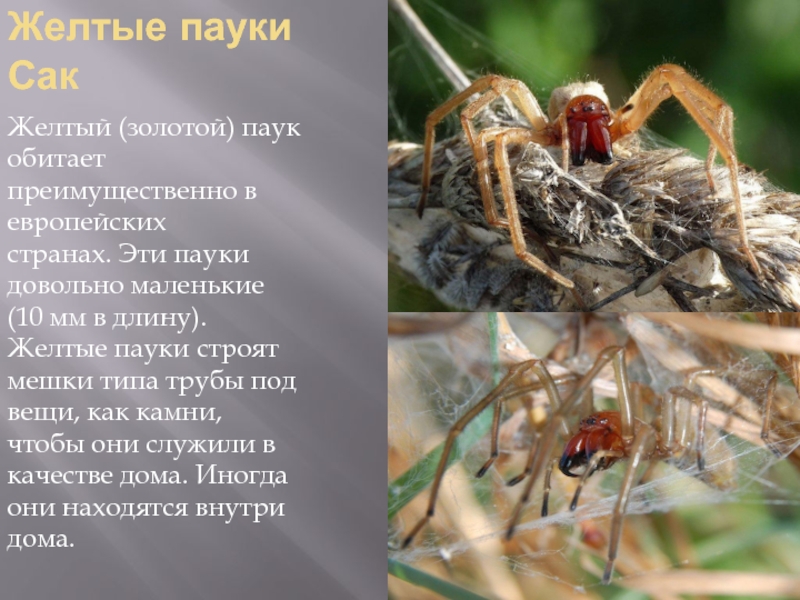 Желтые пауки СакЖелтый (золотой) паук обитает преимущественно в европейских странах. Эти пауки довольно маленькие (10 мм в длину).