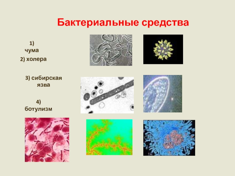 Чума холера сибирская язва. Бактериальные средства. Бактерии препараты. Польские бактерии препарат.