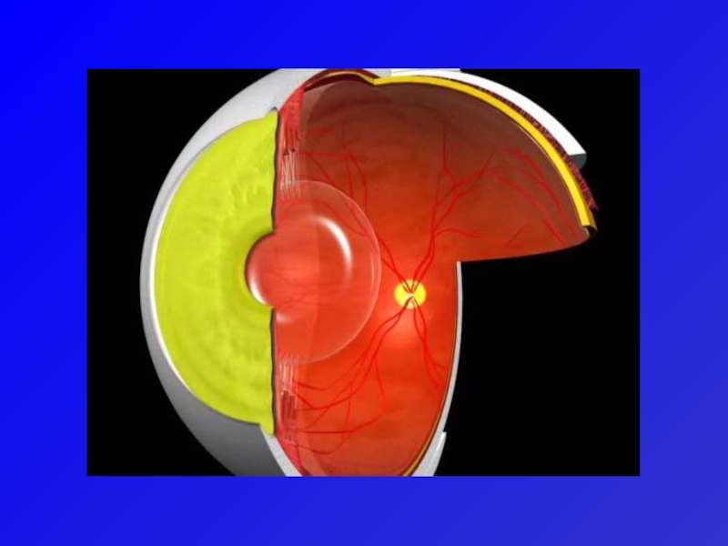 Физиология органа зрения