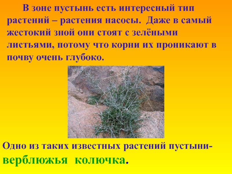 Растения пустыни 5 класс биология. Растения пустыни. Растения в пустыне России. Растения зоны пустынь 4 класс. Растения пустынь презентация.