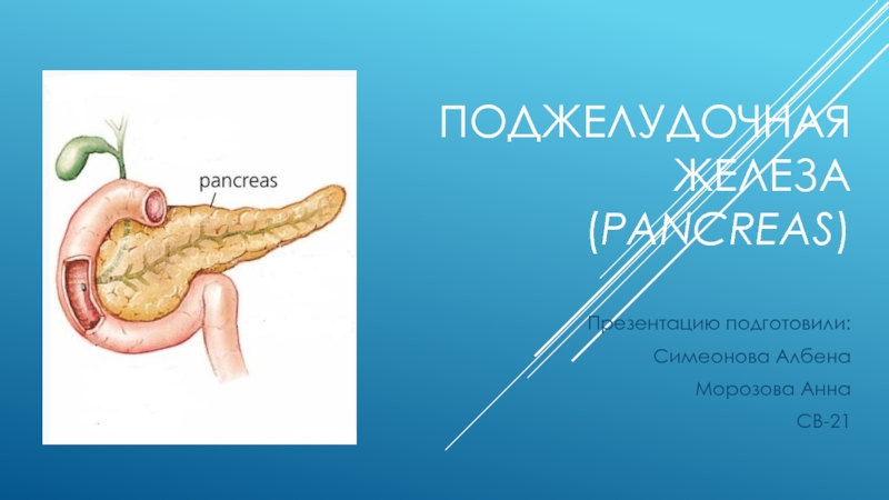 Поджелудочная железа ( Pancreas )