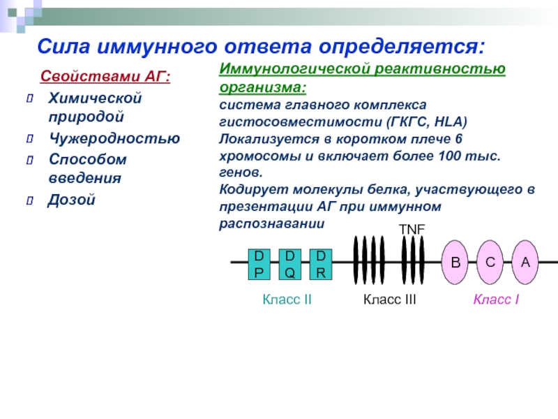 Главный комплекс. HLA комплекс гистосовместимости. Главный комплекс гистосовместимости МНС гены. Главный комплекс гистосовместимости иммунология презентация. Схема строения главного комплекса гистосовместимости.