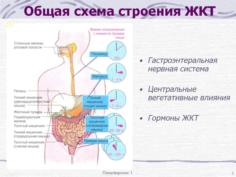 Строение жкт человека схема