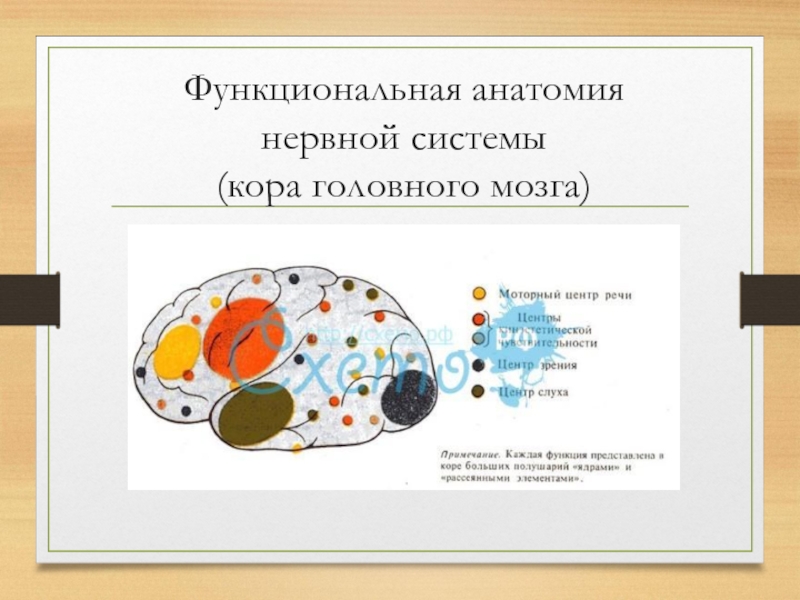 Функциональная анатомия нервной системы (кора головного мозга)