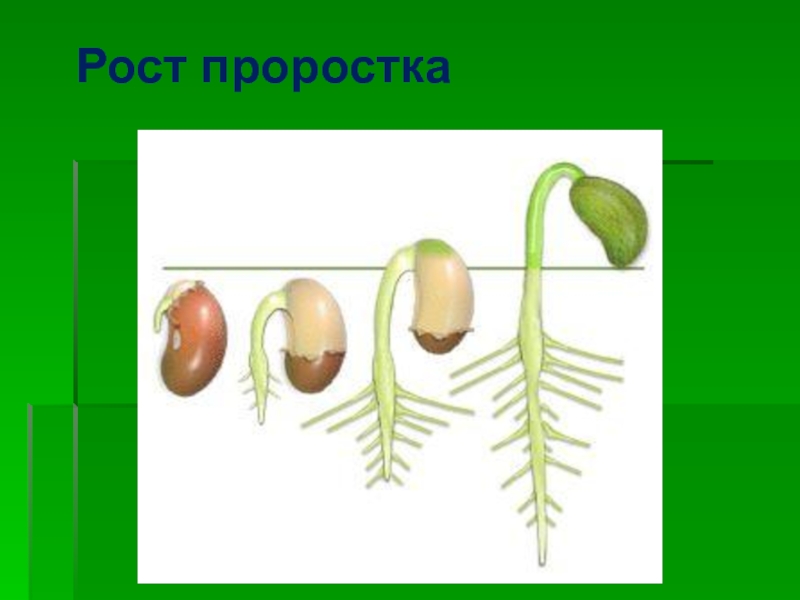 Строение корня фасоли. Строение проростка фасоли. Строение проростка. Строение проростка растения. Питание и рост проростка.