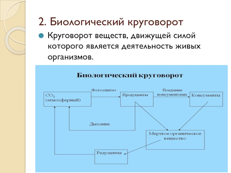 Реферат: Круговорот веществ в биосфере 2