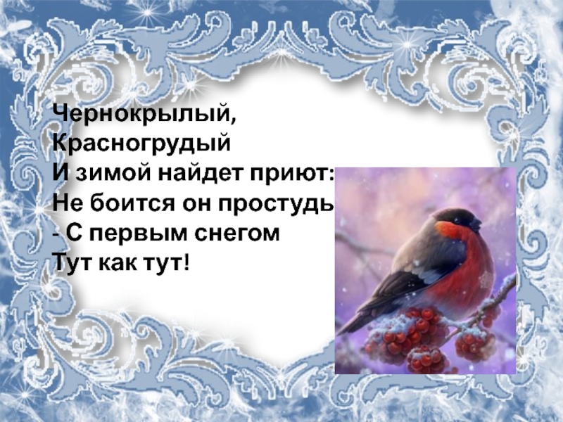 Как помочь птицам презентация 1 класс. Чернокрылый красногрудый и зимой найдет приют. Чернокрылый красногрудый и зимой. Красногрудый чернокрылый он везде найдет приют с первым снегом. Как зимой помочь птицам презентация 1 класс школа России презентация.