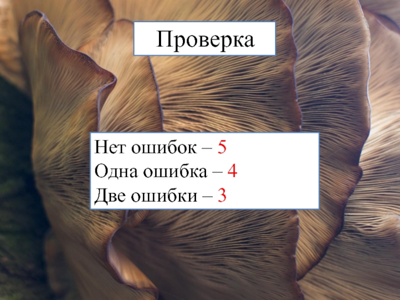 Все было ошибкой 4. Две ошибки. Проверки нет. Одна ошибка это пять?.