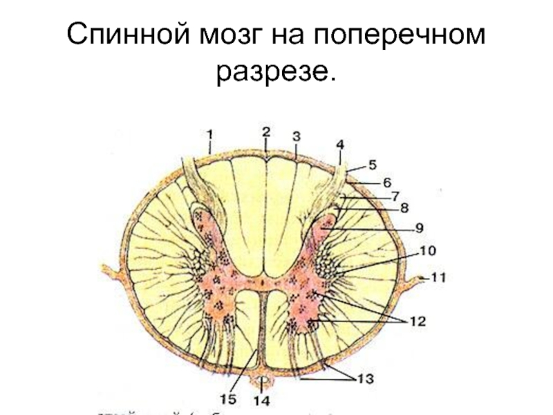 Спинной мозг поперечный. Поперечный разрез спинного мозга. Поперечный разрез спинного мозга рисунок. Атлас поперечный срез спинного мозга. Поперечный разрез спинного мозга атлас.