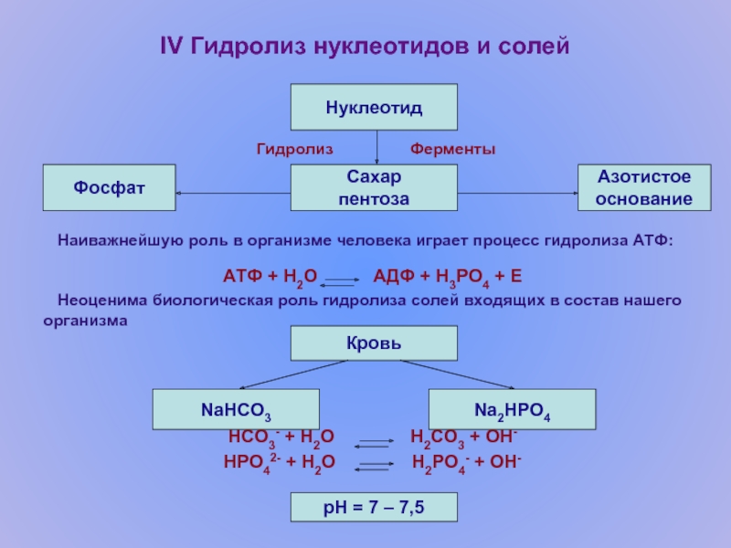 IV Гидролиз нуклеотидов и солей