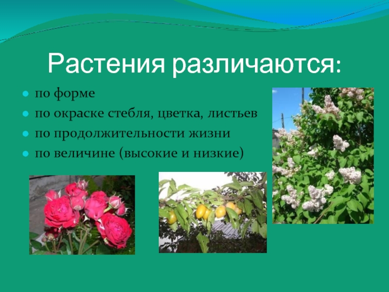 Растения различаются:по формепо окраске стебля, цветка, листьевпо продолжительности жизнипо величине (высокие и низкие)