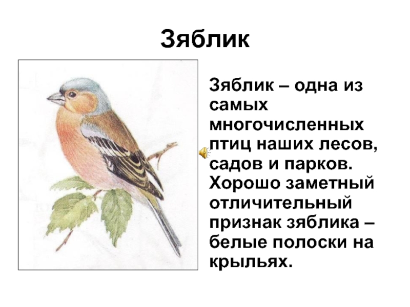 ЗябликЗяблик – одна из   самых многочисленных птиц наших лесов, садов и парков. Хорошо заметный отличительный