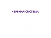 НЕРВНАЯ СИСТЕМА