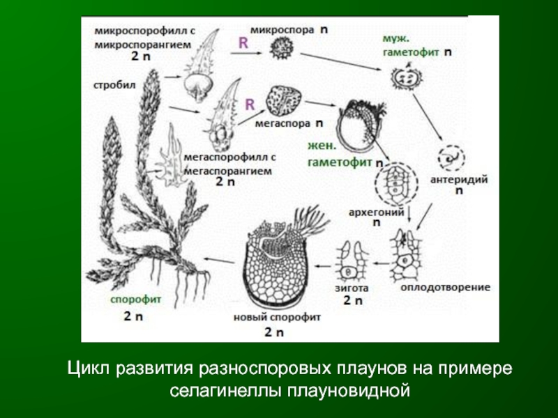 Цикл плауна схема. Цикл развития плауна булавовидного схема. Плауновидные жизненный цикл.