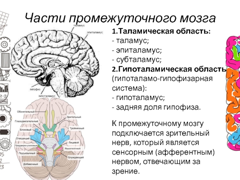 Какой цифрой на рисунке обозначен гипофиз рисунок мозга