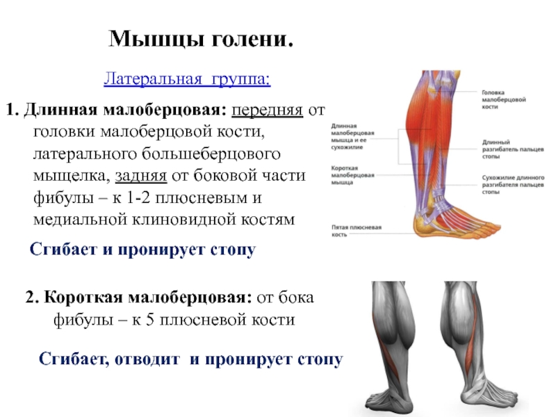 Мышцы голени презентация