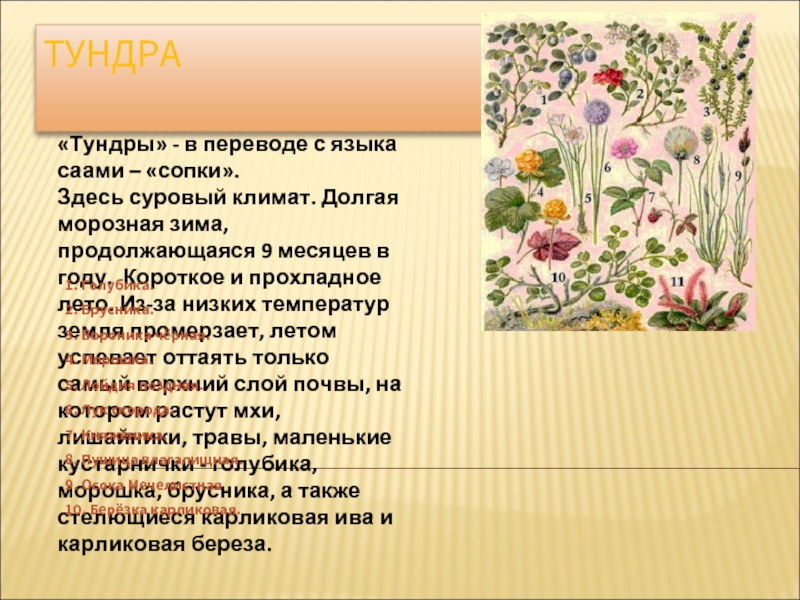 Климат здесь суровый. Зима здесь долгая и суровая а лето короткое прохладное. Сообщение о растении тундры. Tundra перевод. Зима здесь долгая и суровая а лето короткое прохладное какая это зона.