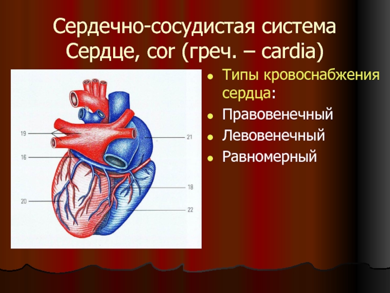 Сосудистая система. Сердечно сосудистая система. Сердечно сосудистая система сердце. Сердечкососудестая система. Сердечно-сосудистая система состоит из.