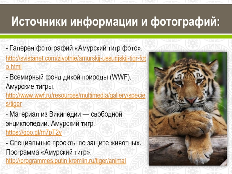 Уссурийский тигр биологический прогресс. WWF России Амурский тигр. Тигр классификация животного. Классификация Амурского тигра. Уссурийский тигр систематика.