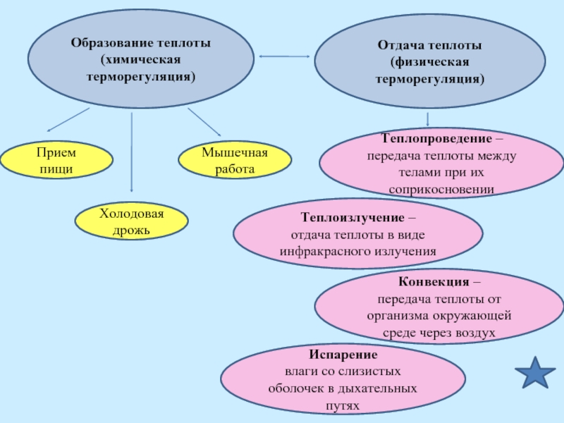 Презентация терморегуляция организма 8 класс