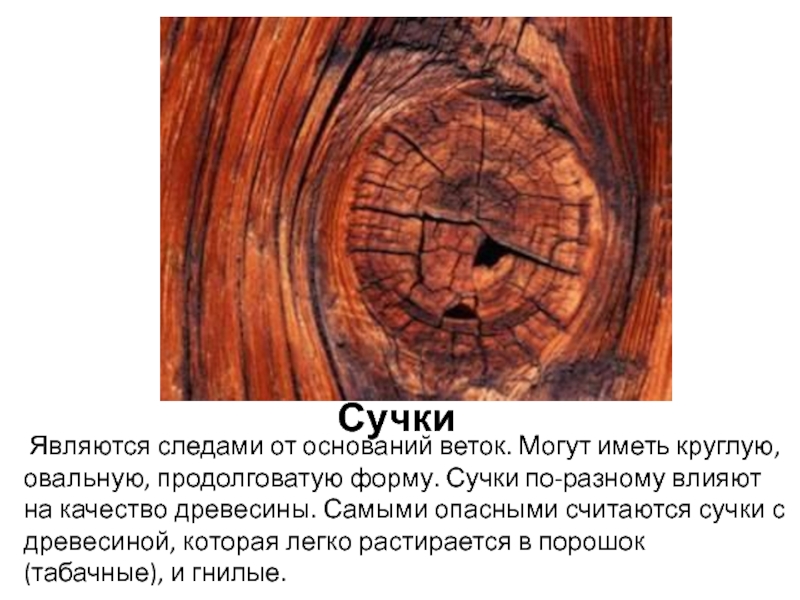 Сучки Являются следами от оснований веток. Могут иметь круглую, овальную, продолговатую форму. Сучки по-разному влияют на качество древесины.