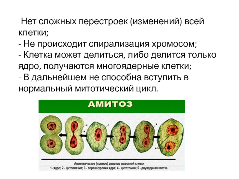 Спирализация хромосом происходит в