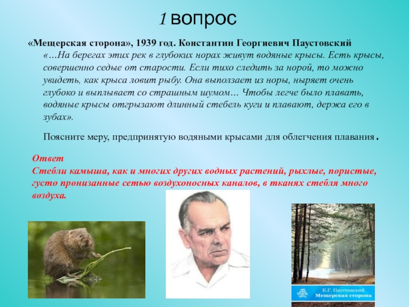 Паустовский тема природы. Константин Георгиевич Паустовский Мещерская сторона. Есть крысы, совершенно Седые от старости. Мещёрская сторона вопрлсы. Вопросы по произведению Мещерская сторона.