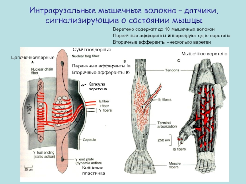 Мышца мышечное волокно. Экстрафузальное мышечное волокно. Схема строения интрафузальных волокон. Функции интрафузальных мышечных волокон. Строение интрафузального мышечного волокна.