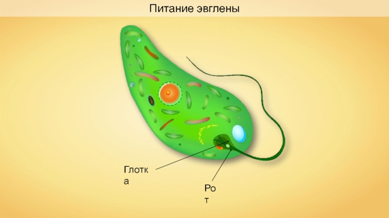 Благодаря органоидам обозначенным на рисунке стрелками эвглена зеленая способна дышать ответ