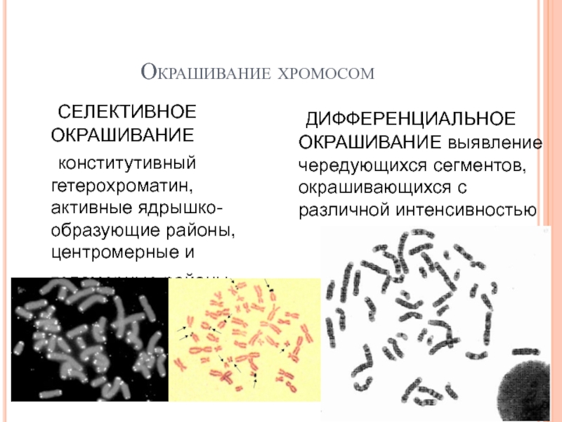 Изменение окраски хромосом