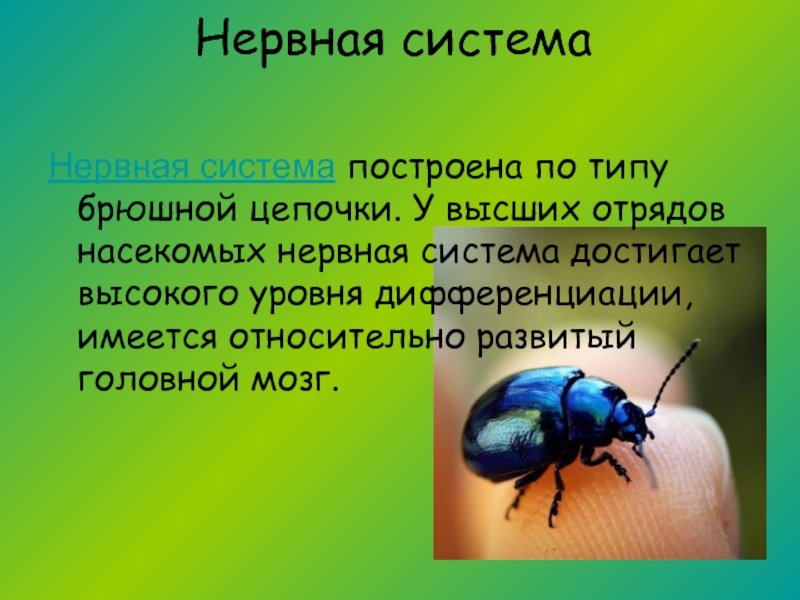 Нервная насекомых. Нервная система насекомых. Нервная система насекомых кратко. Тип нервной системы у насекомых.